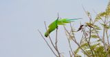 IMG_6630.JPG