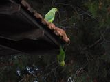 IMG_8674.JPG
