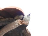 IMG_8634.JPG