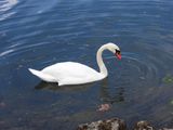 IMG_0219.JPG