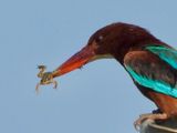IMG_3472.JPG