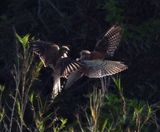 Falcon fight final.JPG