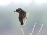 IMG_4005.JPG