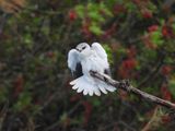 IMG_4749.JPG
