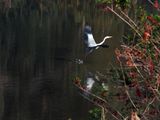 IMG_5234.JPG