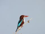 IMG_7600.JPG