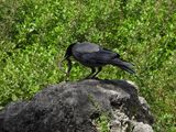 IMG_8548.JPG