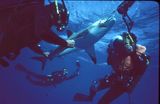 Genie Clark, David and Anne Doubilet, photographing Shark on hook 