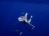 Far from shore in the open Red Sea, this oceanic white-tip shark stalks us photo by Carl Roessler