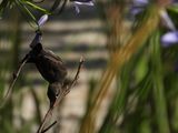 IMG_0327.JPG