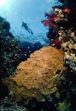 Temple dive site