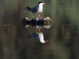IMG_1465.JPG