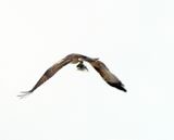 IMG_1988.JPEG