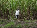 IMG_2249.JPG
