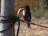 IMG_5636.JPG
