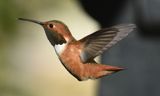 Allens Hummingbird Male