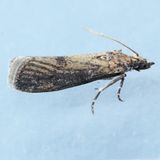 5724 Navel Orangeworm Moth  Amyelois transitella 
