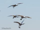 Spatola (Platalea leucorodia)