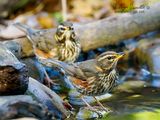 Tordo sassello (Turdus iliacus)