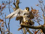 falco pellegrino (Falco peregrinus)