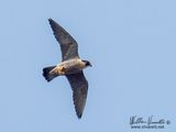 falco pellegrino (Falco peregrinus)