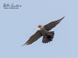 falco pellegrino (Falco peregrinus)