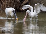 Spatola (Platalea leucorodia)