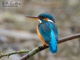 Martin pescatore (Alcedo atthis)