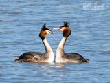 Svasso maggiore (Podiceps cristatus)