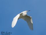 Garzetta (Egretta garzetta) 