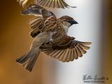 Passero domestico (Passer domesticus)