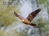 Falco di palude (Circus aeruginosus)