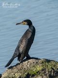 Cormorano (Phalacrocorax carbo)