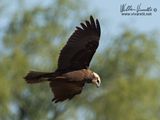 Falco di palude (Circus aeruginosus)