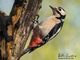 picchio rosso maggiore (Dendrocopos major)