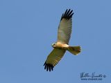 Falco di palude (Circus aeruginosus)