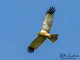 Falco di palude (Circus aeruginosus)