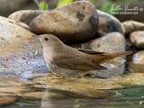 USignolo (Luscinia megarhynchos)