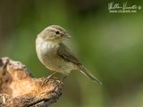 Lu piccolo (Phylloscopus collybita)