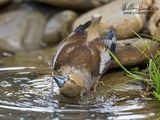 Frosone (Coccothraustes coccothraustes)