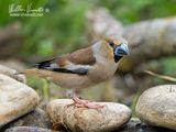 Frosone (Coccothraustes coccothraustes)