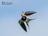 Rndine (Hirundo rustica)