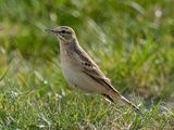 Calandro (Anthus campestris)