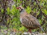Pernice rossa (Alectoris rufa)