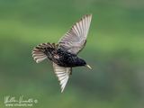 Sorno (Sturnus vulgaris)