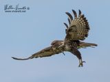 Poiana (Buteo buteo)