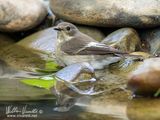 Balia nera (Ficedula hypoleuca)