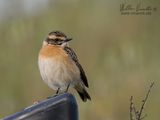 Stiaccino (Saxicola rubetra)