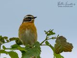 Stiaccino (Saxicola rubetra)