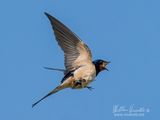 Rondine (Hirundo rustica)